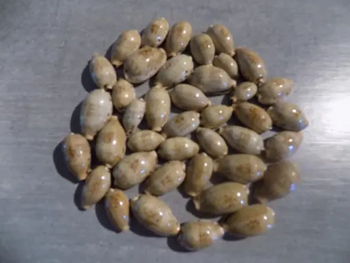CYPRAEA ERRONEA CAURICA CAURICA  lot 40u