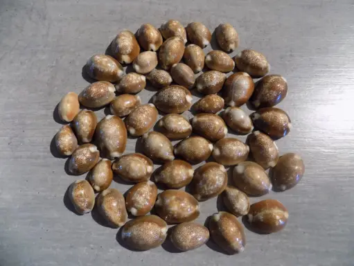 CYPRAEA MONETARIA CAPUTSERPENTIS lot 50 u
