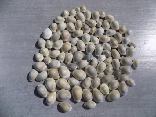 CYPRAEA MONETARIA ANNULUS lot 100u