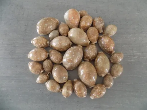 CYPRAEA LYNCINA VITELLUS lot 30u