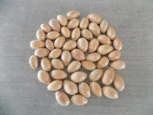 CYPRAEA LYNCINA CARNEOLA lot 50u