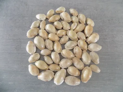 CYPRAEA NARIA EROSA lot 50u