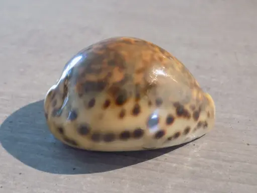 CYPRAEA TIGRIS PARDALIS orange