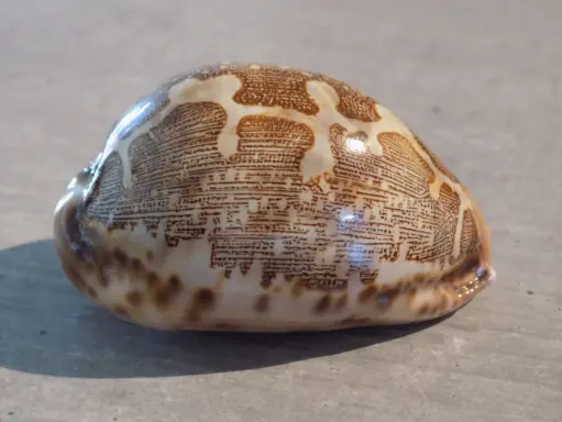 CYPRAEA LEPORICYP. MAPPA VIRIDIS VIRIDIS XL
