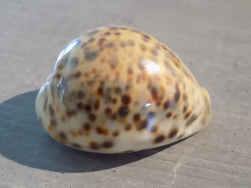 CYPRAEA TIGRIS PARDALIS jaune 