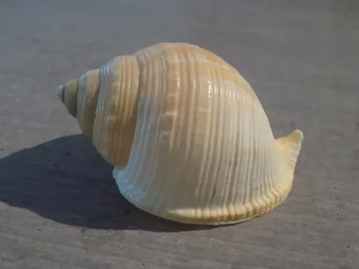 CASSIDAE GALEODAE RUGOSA 