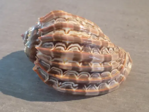 HARPIDAE HARPA CABRITI 
