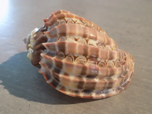 HARPIDAE HARPA CABRITI