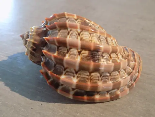 HARPIDAE HARPA CABRITI
