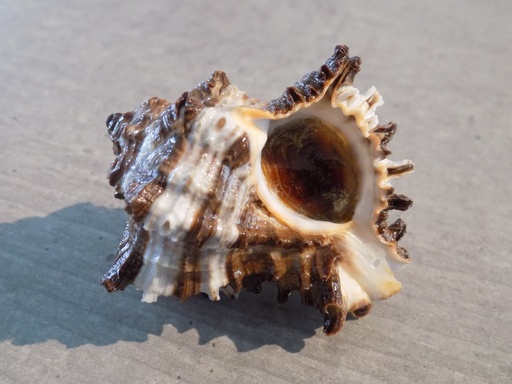 MURICIDAE HEXAPLEX CICHOREUM f.Depress