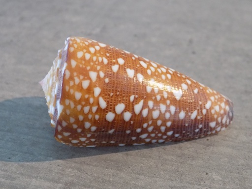 CONIDAE EUGENICONUS NV SKINNERI