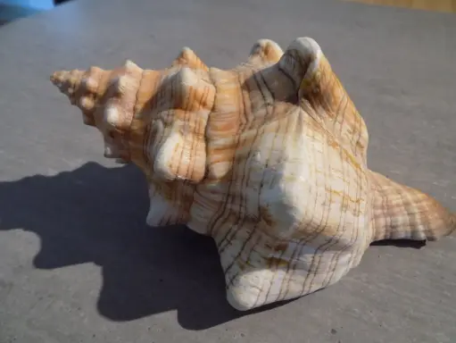 FASCIOLARIIDAE PLEUROPLOCA TRAPEZIUM XL
