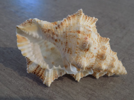 BURSIDAE BURSINA NOBILIS