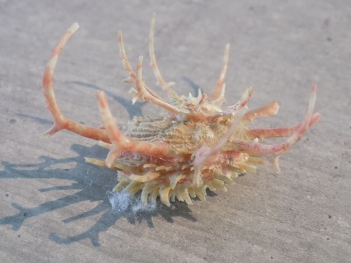 ANGARIIDAE ANGARIA VICDANI