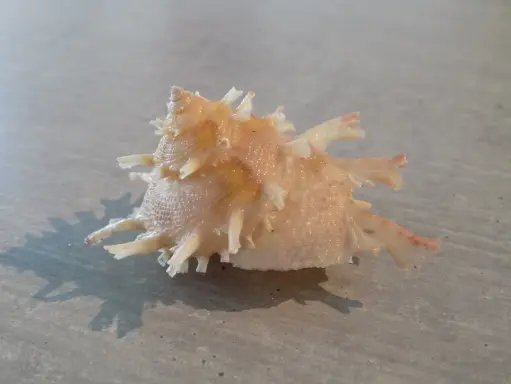 TURBINIDAE  BOLMA GIRGYLLUS
