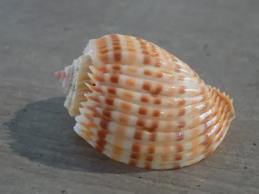 HARPIDAE HARPA COSTATA