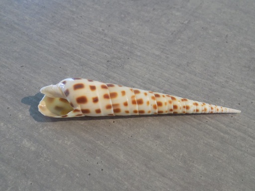 TEREBRIDAE OXYMERIS AREOLATA