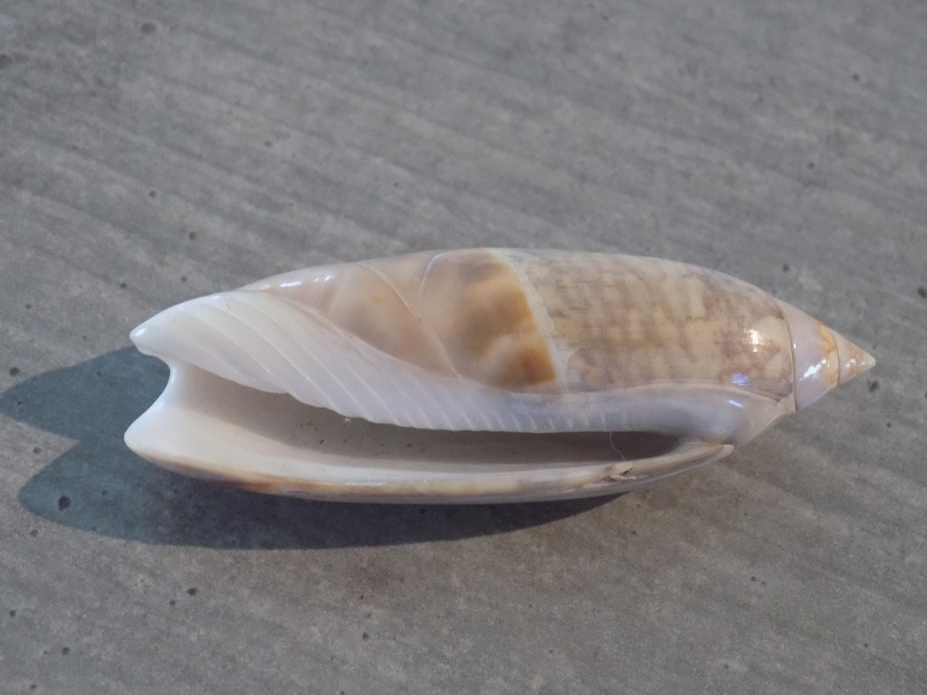 OLIVIDAE AGARONIA ACUMINATA | Nautilus 2
