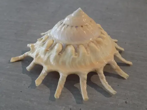 XENOPHORIDAE STELLARIA SOLARIS