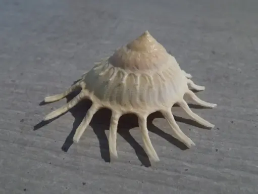 XENOPHORIDAE STELLARIA SOLARIS