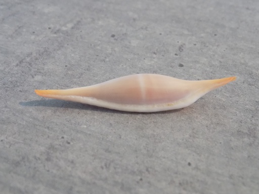 OVULIDAE PHENOCOVOLVA TOKIOI