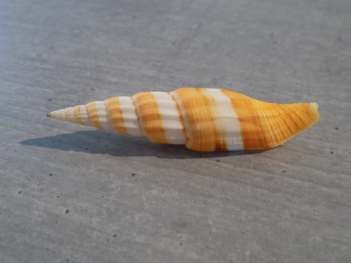 COSTELLARIIDAE VEXILLUM REGINA