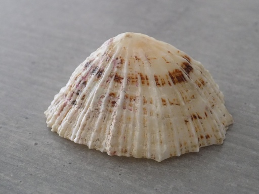 PATELLIDAE PATELLA  XL