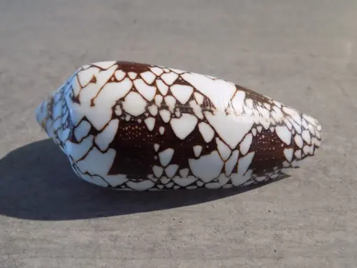 CONIDAE DARIOCONUS EPISCOPATUS XL