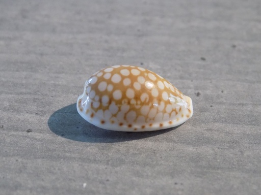 CYPRAEA CRIBRARULA ESONTROPIA CRIBELLUM