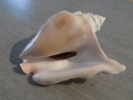 STROMBIDAE STROMBUS TRICORNIS TRICORNIS