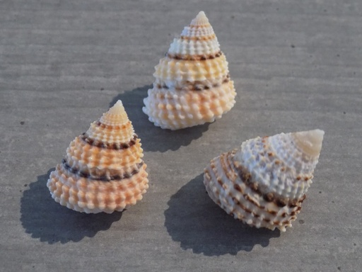 LITTORINIDAE TECTARIUS CORONATUS 