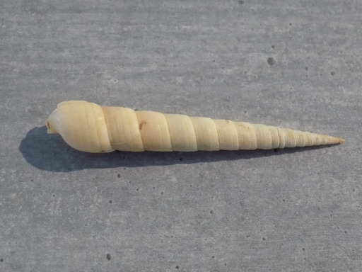 TEREBRIDAE TEREBRA CINGULIFERA