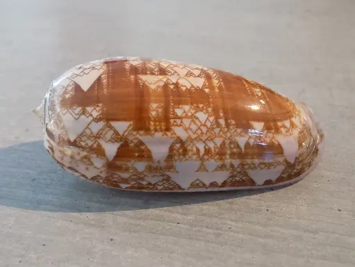 OLIVIDAE OLIVA PORPHYRIA XXL