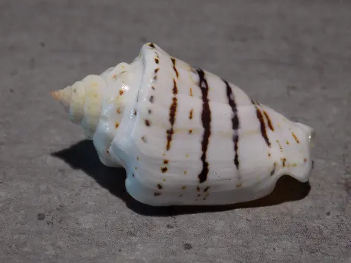 STROMBIDAE CONOMUREX FASCIATUS 