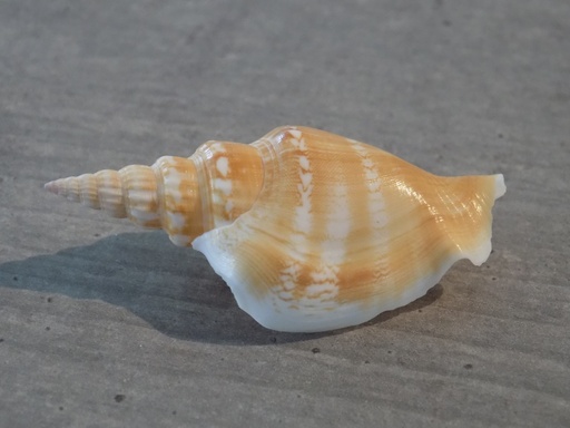 STROMBIDAE DOXANDER VITTATUS