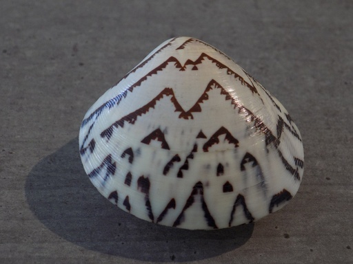 VENERIDAE LIOCONCHA CASTRENSIS