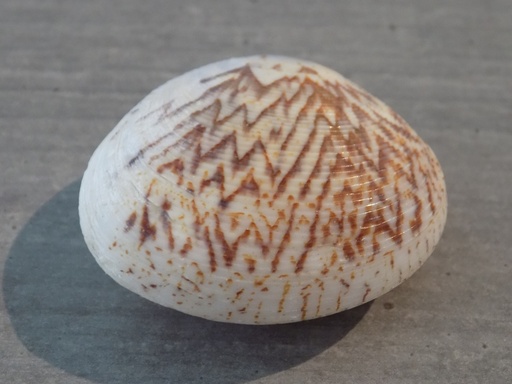 VENERIDAE CIRCE SPRIPTA