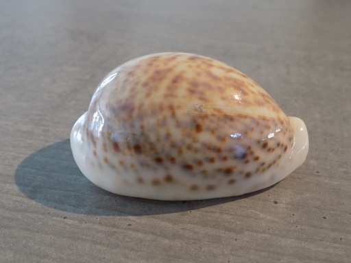 CYPRAEA PANTHERINA F.ALBONITENS