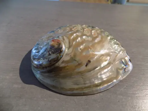 HALIOTIDAE HALIOTIS KAMTSCHATKANA