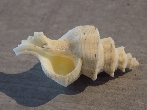 MURICIDAE MIPUS GIRATUS