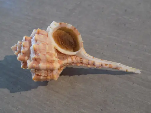 MURICIDAE HAUSTELLUM BARBIERI