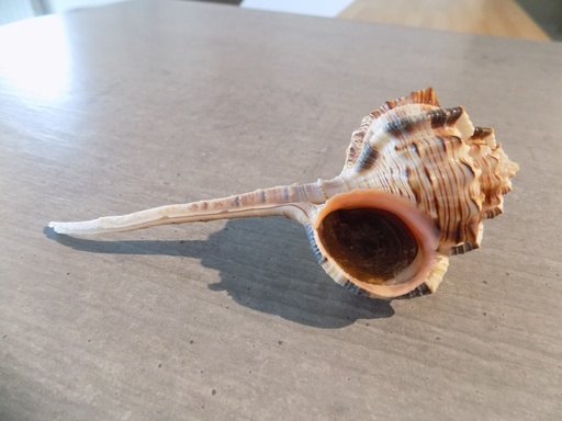 MURICIDAE HAUSTELLUM HAUSTELLUM