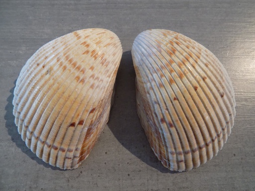 CARDIIDAE DINOCARDIUM ROBUSTUM