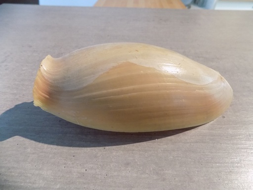VOLUTIDAE CYMBIUM CYMBIUM