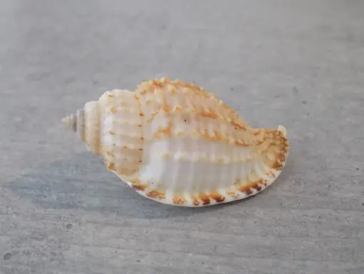 HARPIDAE MORUM TERAMACHII