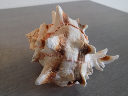 MURICIDAE HEXAPLEX BRASSICA