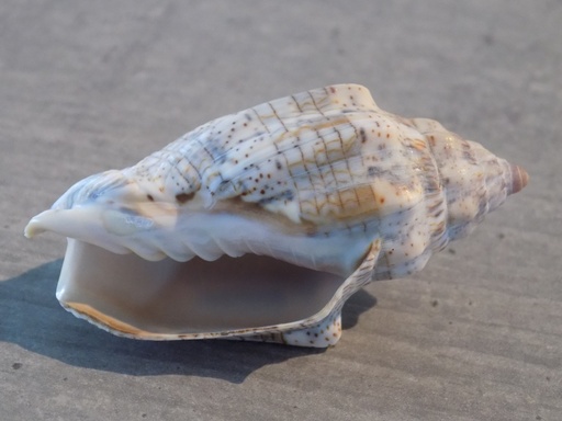 VOLUTIDAE VOLUTA MUSICA