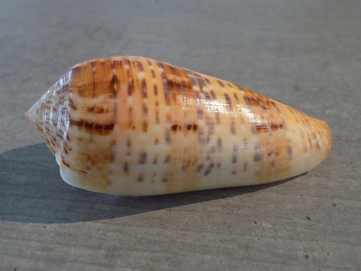 CONIDAE TEXTILIA DUSAVELI Extra