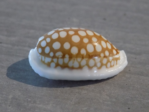 CYPRAEA CRIBRARULA ZADELA XL