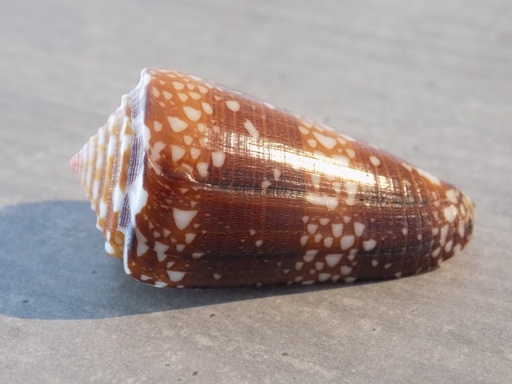 CONIDAE EUGENICONUS NV. SKINNERI